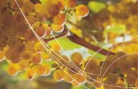 accanto-srl-forme-del-vino03